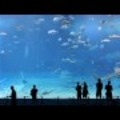 Kuroshio Sea - 2nd largest aquarium tank in the world - (song is Please don\\\'t go by Barcelona)